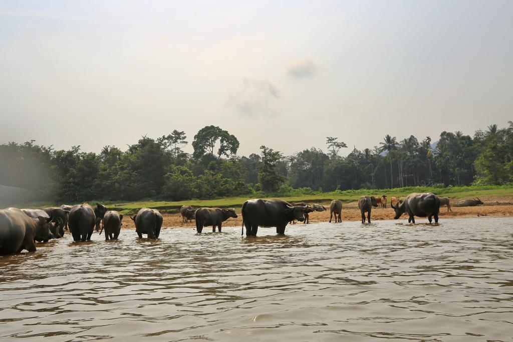 Mutiara Taman Negara Hotell Kuala Tahan Exteriör bild