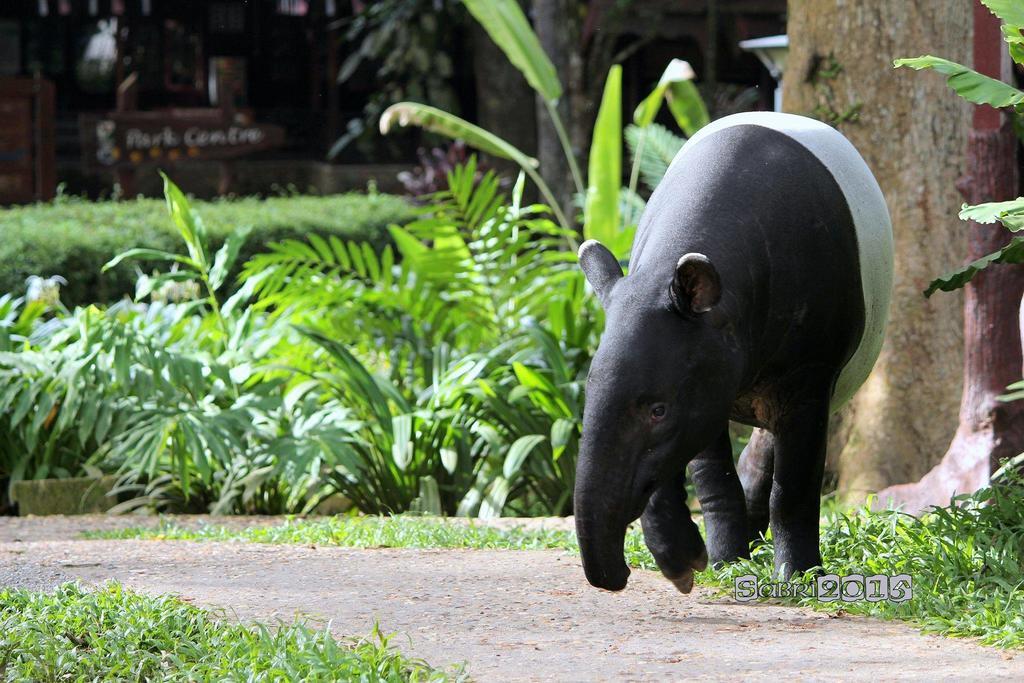 Mutiara Taman Negara Hotell Kuala Tahan Exteriör bild