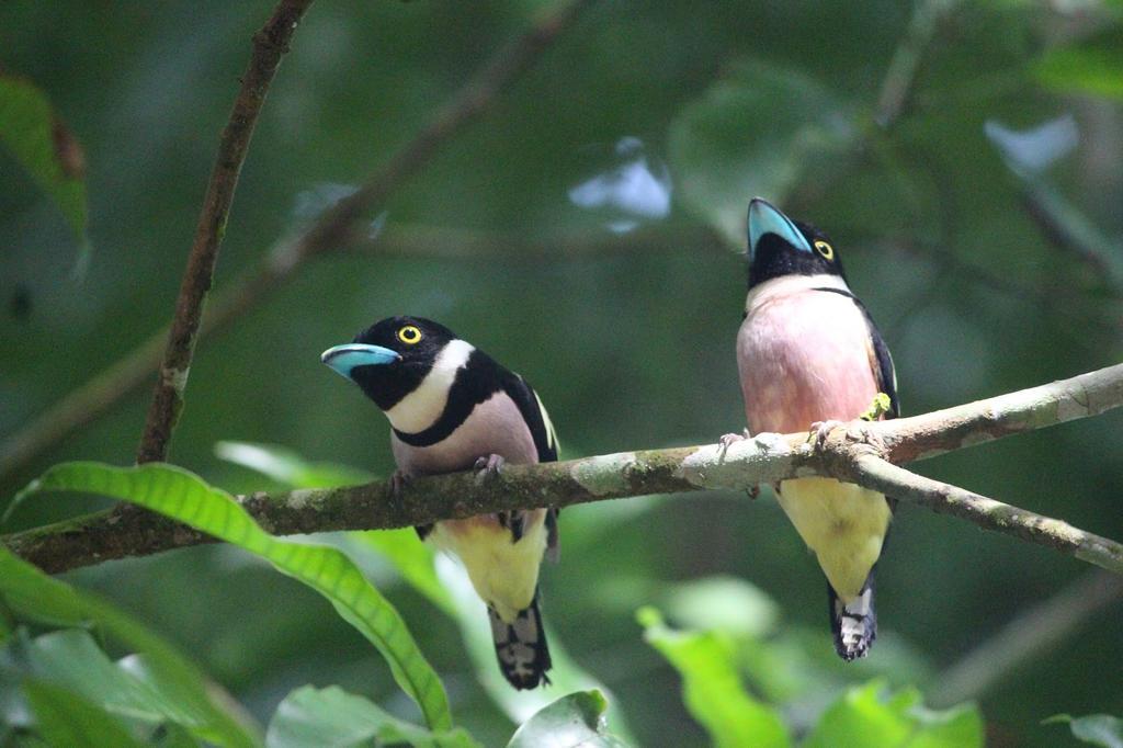 Mutiara Taman Negara Hotell Kuala Tahan Exteriör bild